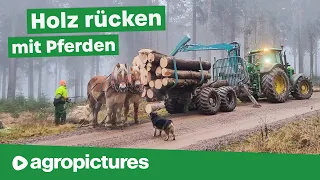 Holzrücken mit Pferden und Pfanzelt P15 Profi Rückewagen | Rückeanhänger im Einsatz | Forst Doku