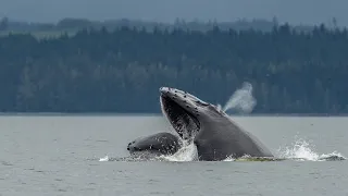 Humpback Whale Feeding - Vancouver Island BC 2023