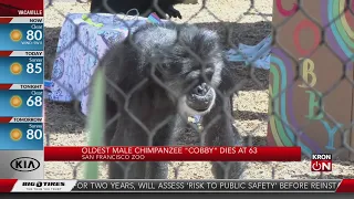 San Francisco Zoo’s beloved chimpanzee dies at 63