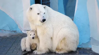 Белая медведица  Герда с двумя счастливыми  дочками.