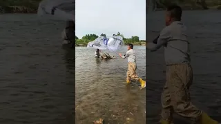 Wow magnet fishing nets around the river, got a lot of fish