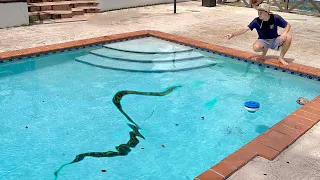 HURRICANE BLOWS SNAKES INTO MY POOL !