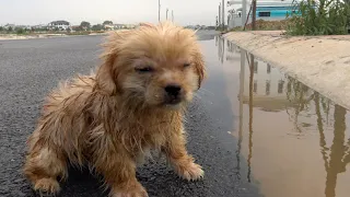The puppy was found after heavy rain, on deserted street