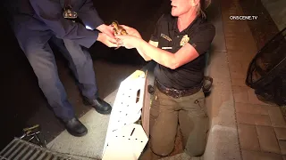 *CUTE* Ducklings Rescued From Storm Drain | Anaheim