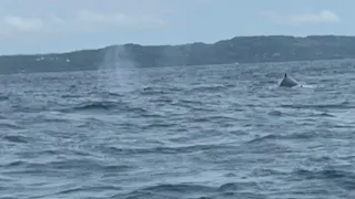 Горбатые киты Самана Доминикана Анекс январь 2022/Humpback Whales Samana Bay Dominicana January 2022