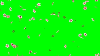 Falling Cherry Blossom Flowers with Leaves HD Animation - green screen effect, blue & overlay