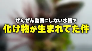 リーフィットに植えた植物たちが化け物サイズになりました #アクアリウム #熱帯魚