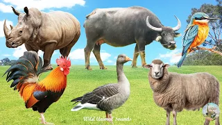 Happy Animal Moment, Familiar Animal Sounds: Goose, Buffalo, Sparrow, Sheep, Rhino - Animal Paradise