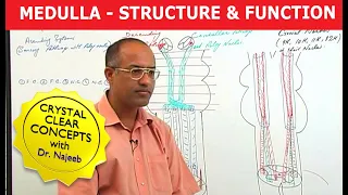 Medulla Oblangata - Structure & Function - Neuroanatomy