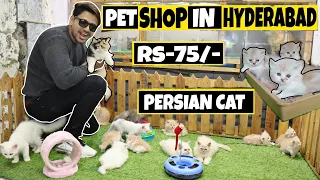 Best Pet Shop in Hyderabad | 🔥😱| Persian cat| Fishes | Mushitubelifestyle