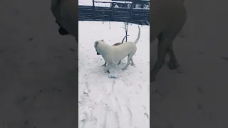 Аргентинский дог против питбуля!