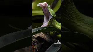 green tree python HD 🙏 SUBSCRIBE 🙏#tiktok #python #shorts