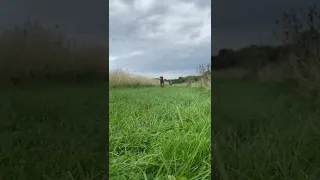 VIZSLA RUNNING AT FULL PACE