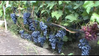 Виноград Антрацит (Чарли) - ранний и стабильный (Grape breeding Pavlovsky Anthracite)