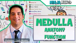 Neurology | Medulla Anatomy & Function
