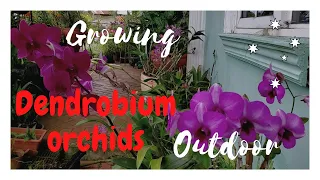 How to grow Dendrobium orchids outdoor || Orchid care for beginners ||
