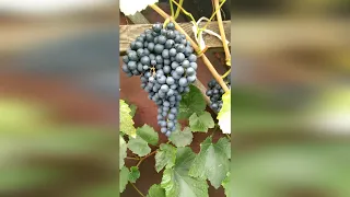 Виноград кишмиш черный в августе