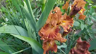 Flowers for the soul - My wonderful irises part 1