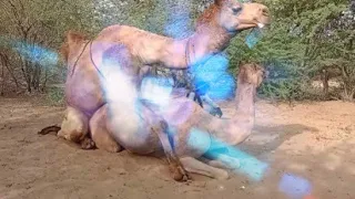 Camel || Beautifull Camel video in Thar desert || Camel eating the trees 🐫🐪🐪🐫🐫🎄🎄