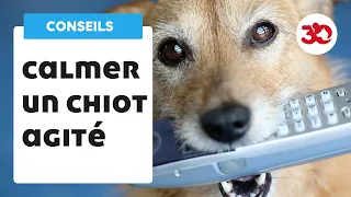 Comment calmer un chiot agité ?