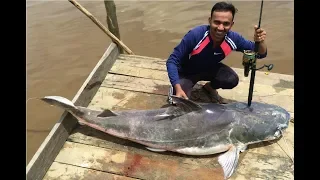 Piraiba Fishing in Suriname. My first Piraiba (lau lau) 2.08 m