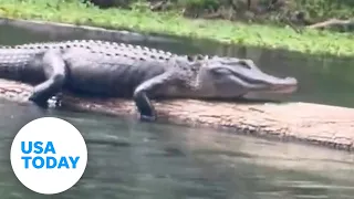 Shocking moment women floating down a river spot a resting alligator | USA TODAY