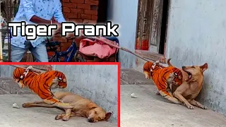 Fake Tiger Prank Dog in 2021 | Try To Not Laugh | Dog Pranks | Chitti Prank Video