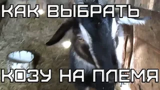 Как выбрать козу на племя