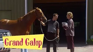 Grand Galop 223 - Les jeux sont faits (Partie 2) | HD | Épisode Complet