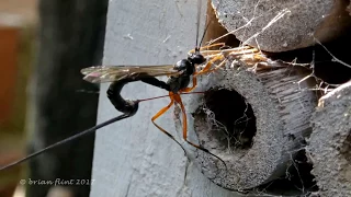 Parasitoid Wasps