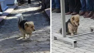 Hund läuft jeden Tag nach dem Tod des Besitzers davon - Eines Tages folgte ihm der Sohn!