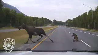 Cop's Heart-Stopping Encounter With 2 Moose on Highway