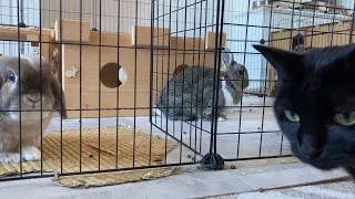Thursday Morning Bunny & Cat Playtime. (Sawyer, Muffin, & Squeak)