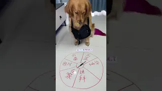 Smart Dog Videos - All the luck of the dog's life is used at this moment😂