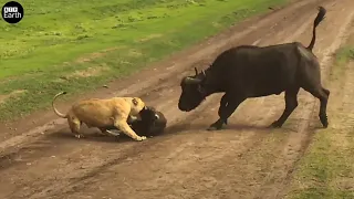 Mother Buffalo trying Save Her Baby - Watch What Happen Next In Nature | ATP Earth
