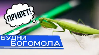 Наш новый питомец.- богомол! mantis religiosa