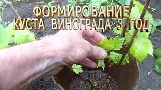 Формирование куста винограда 3 год.Формирование винограда весной.Как правильно формировать виноград