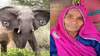 Elephant Kills Woman Then Comes To Her Funeral To Finish The Job.