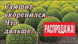 Самшит укоренился. Корневая система сформирована... Что дальше?