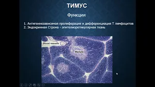 Орган кроветворения и иммунной защиты