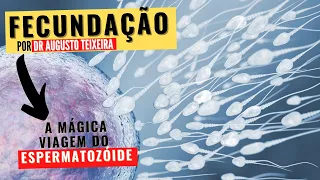 FECUNDAÇÃO OU FERTILIZAÇÃO: Entenda como ocorre o encontro do ESPERMATOZOIDE com o ÓVULO!