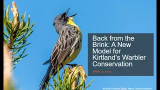 Back from the Brink: A New Model for Kirtland’s Warbler Conservation