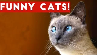 Funny Cats Compilation 2017 | Best Funny Cat Videos Ever