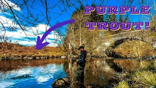 THE MOST BEAUTIFUL SCOTTISH TROUT EVER! 🏴󠁧󠁢󠁳󠁣󠁴󠁿🎣 (4K)