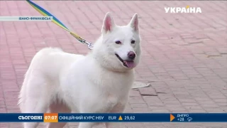 В Івано-Франківську бійцівський пес напав на людину