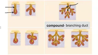 Exocrine gland: Overview of structure and function