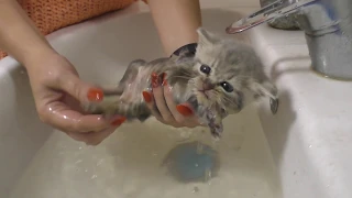 First bath for street kitten / help in our life