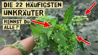 Die häufigsten Unkräuter die im Sommer im Gemüsegarten in den Beeten vorkommen sicher bestimmen.