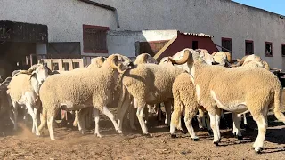 أبناء دكالة يضبطون أسعار عيد الأضحى 🐑 2024 بالميزان مباشرة من ضيعة رشيد دكالي منطقة حد السوالم