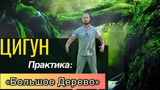 Цигун/Самая эффективная и древняя практика цигун/Упражнение цигун "Большое Дерево".